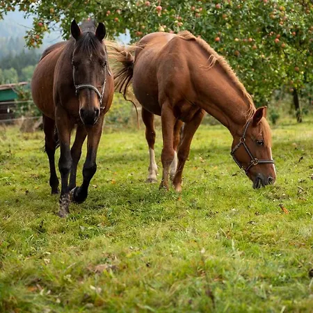 Little Lucky Hope Ranch Appartement *